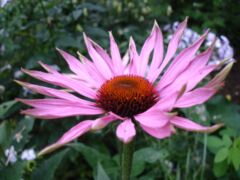 ECHINACEA ŠŤAVA  100ml  